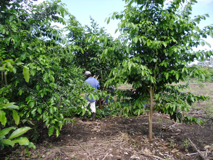 CIMG1031 Gelio Cuellar’s Maya Nut agroforestry plot. These trees are 2.5 years old. Erika Vohman photo