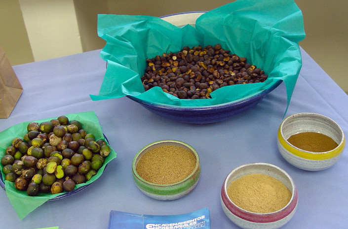 Fresh-and-dried-Maya-Nut-seed-and-different-grades-of-flour Fresh and dried Maya Nut seeds and flours