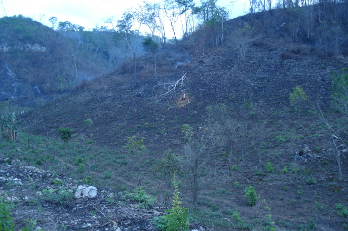 Guatemala 2009 604 Farmers burning Maya Nut forest to plant corn in Peten, Guatemala. Erika Vohman photo