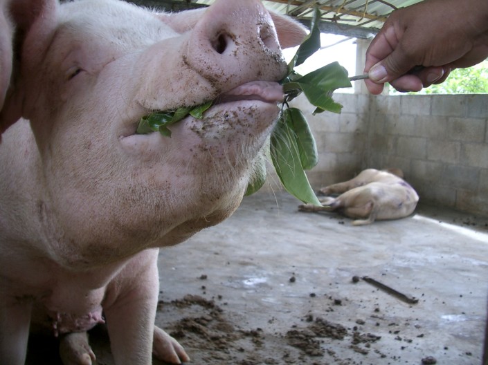 cochi comiendo hojas Maya Nut leaves and seeds are excellent feed for pigs and are an excellent alternative to GMO corn for farmers hoping to raise organic pigs. Photo by Charles Walker