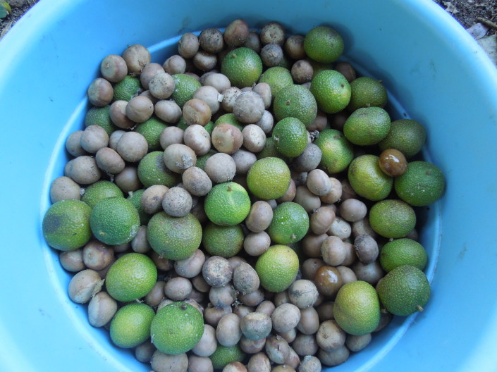 darjeelin, capomos 048