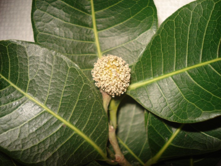male Male Brosimum alicastrum flower. Erika Vohman photo