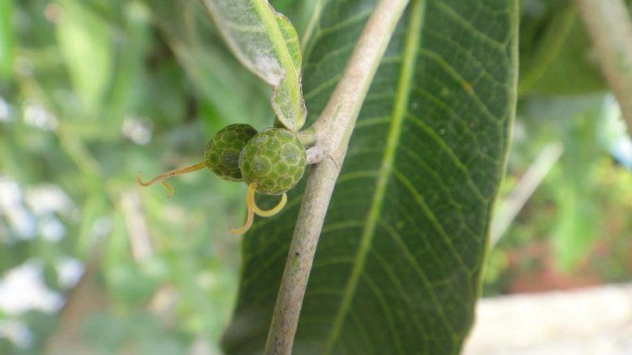 maya nut flower double stigma363396089_n Maya nut flower double stigma