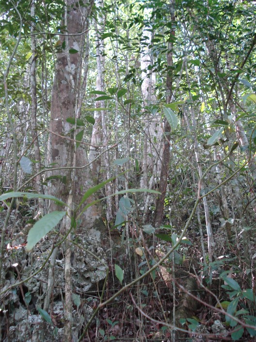 trees in jamaica Maya Nut (Breadnut) forest in Jamaica. 95% of the stems in this photo are Maya Nut! Erika Vohman, photo