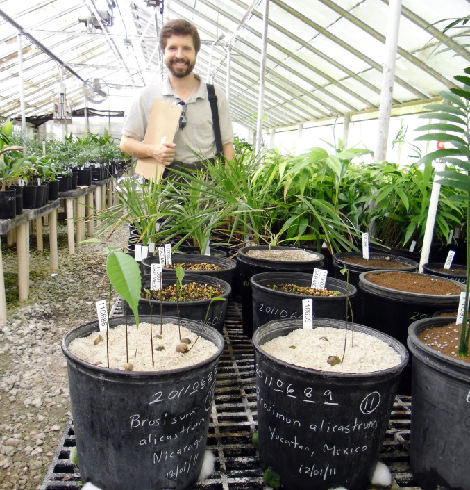 CIMG0315 Chad Husby of Montomery Botanical Center with Nicaraguan Maya Nut seedlings