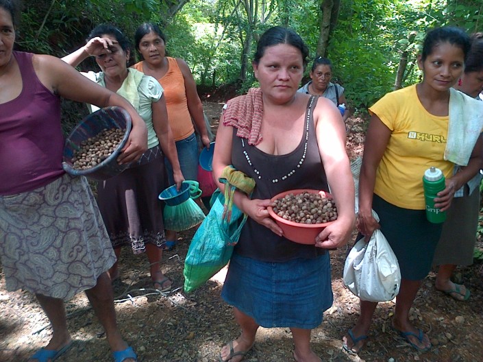 Hondurans recolectando