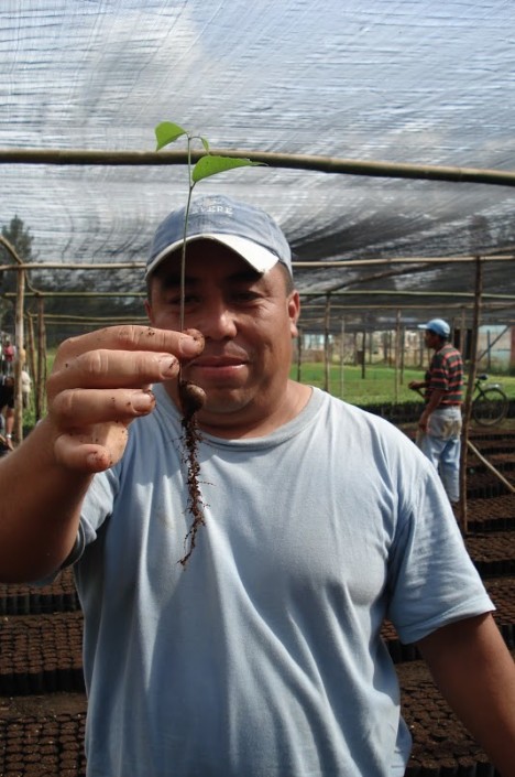 REFORESTATION