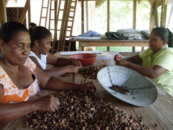 <KENOX S860 / Samsung S860> Photo Christine Woda, 2010. Miskita women selecting Maya Nut seed.