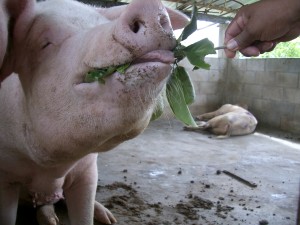 Maya Nut leaves and seeds are excellent feed for pigs and are an excellent alternative to GMO corn for farmers hoping to raise organic pigs. Photo by Charles Walker