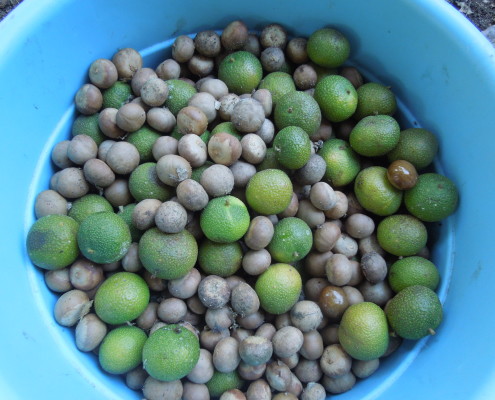 darjeelin, capomos 048