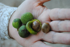 Brosimum alicastrum fruits, known as Maya Nuts in the US