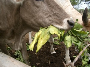 vaca comiendo hojas