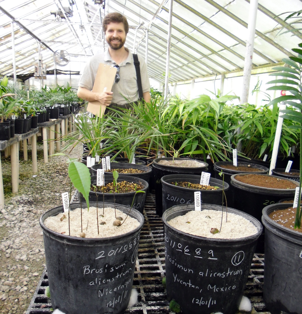 Chad Husby of Montomery Botanical Center with Nicaraguan Maya Nut seedlings