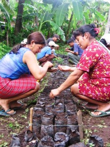Maya Nut Reforestation